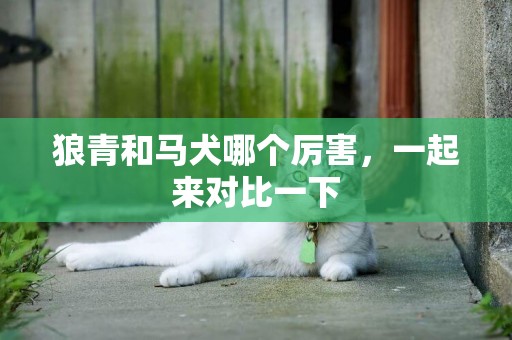狼青和馬犬哪個厲害，一起來對比一下