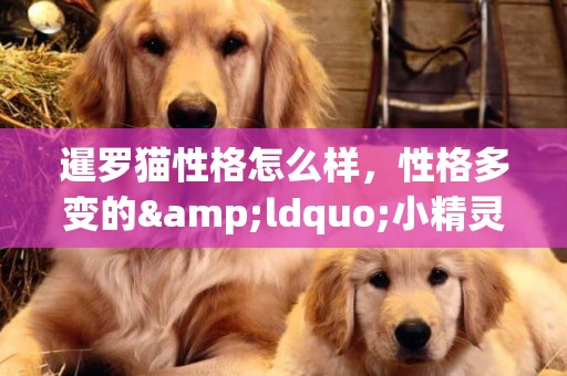 暹羅貓性格怎么樣，性格多變的&ldquo;小精靈&rdquo;