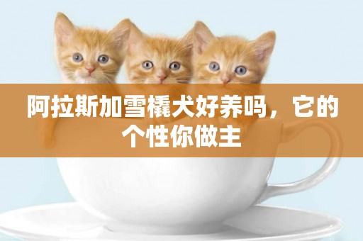 阿拉斯加雪橇犬好養嗎，它的個性你做主