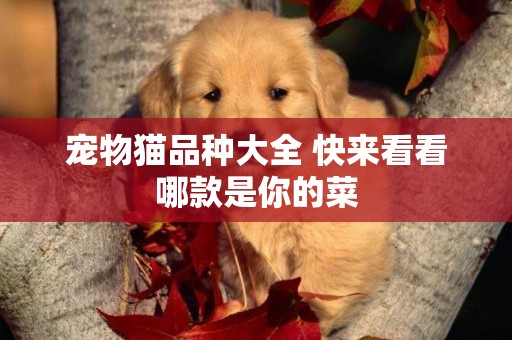 寵物貓品種大全 快來看看哪款是你的菜