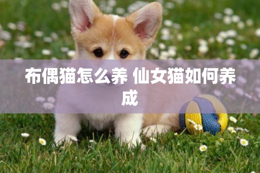 布偶貓怎么養 仙女貓如何養成