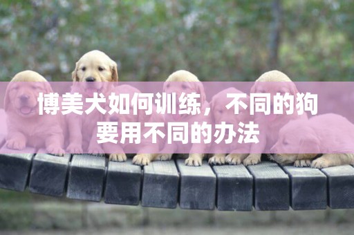 博美犬如何訓練，不同的狗要用不同的辦法
