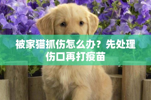 被家貓抓傷怎么辦？先處理傷口再打疫苗