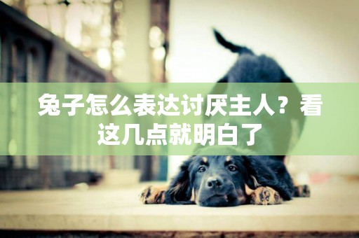 兔子怎么表達討厭主人？看這幾點就明白了