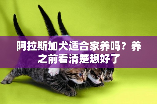 阿拉斯加犬適合家養嗎？養之前看清楚想好了