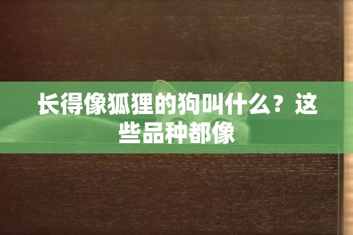 長得像狐貍的狗叫什么？這些品種都像