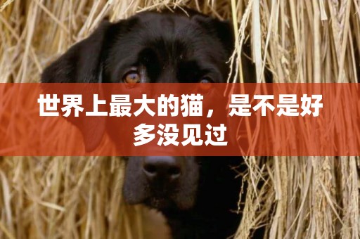 世界上最大的貓，是不是好多沒見過