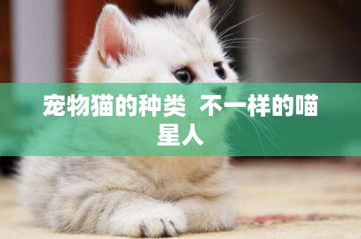 寵物貓的種類  不一樣的喵星人