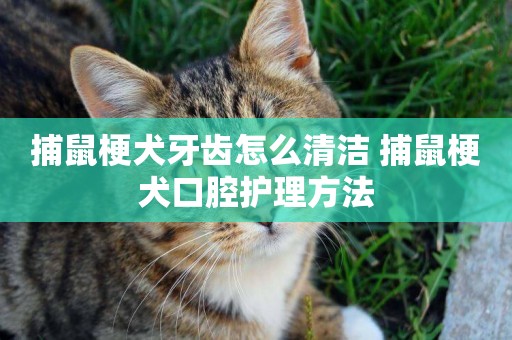 捕鼠梗犬牙齒怎么清潔 捕鼠梗犬口腔護理方法