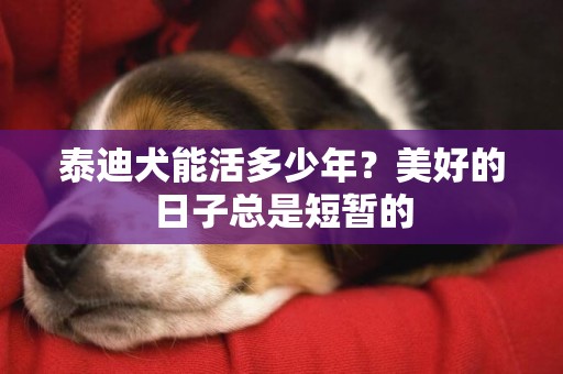 泰迪犬能活多少年？美好的日子總是短暫的