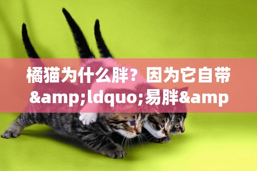 橘貓為什么胖？因為它自帶&ldquo;易胖&rdquo;光環