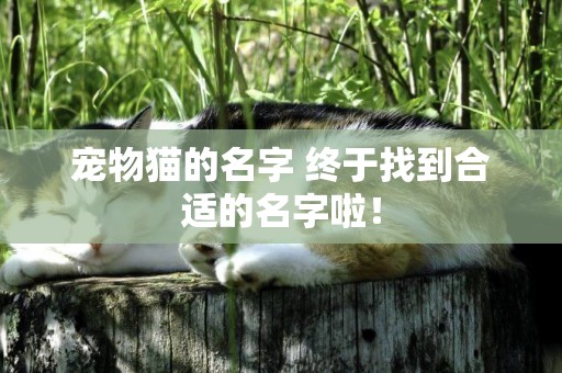 寵物貓的名字 終于找到合適的名字啦！