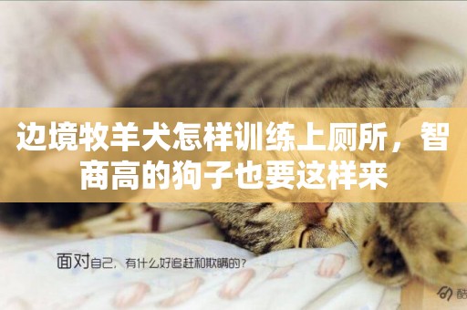 邊境牧羊犬怎樣訓練上廁所，智商高的狗子也要這樣來