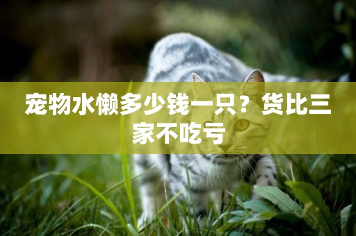 寵物水懶多少錢一只？貨比三家不吃虧