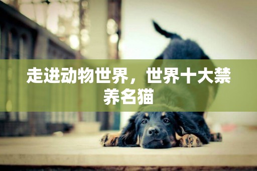走進動物世界，世界十大禁養名貓