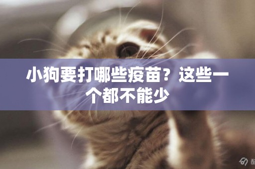 小狗要打哪些疫苗？這些一個都不能少