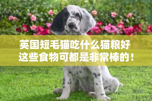 英國短毛貓吃什么貓糧好 這些食物可都是非常棒的！
