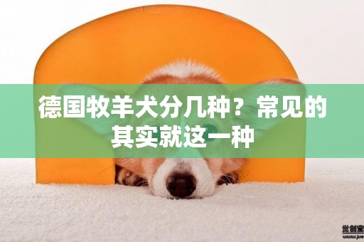 德國牧羊犬分幾種？常見的其實就這一種