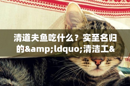 清道夫魚吃什么？實至名歸的&ldquo;清潔工&rdquo;
