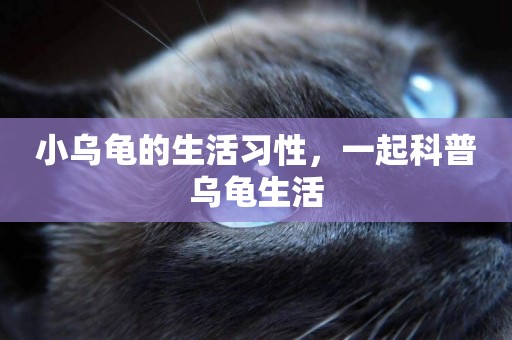 小烏龜的生活習性，一起科普烏龜生活