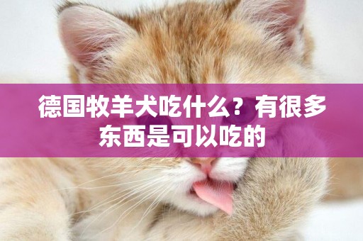 德國牧羊犬吃什么？有很多東西是可以吃的