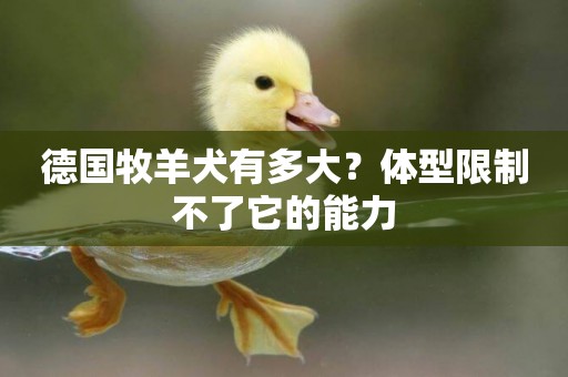 德國牧羊犬有多大？體型限制不了它的能力