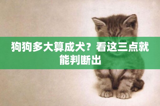 狗狗多大算成犬？看這三點就能判斷出