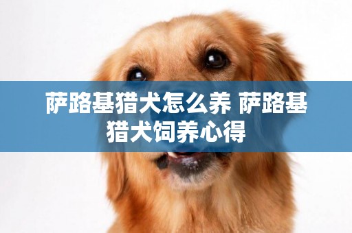 薩路基獵犬怎么養 薩路基獵犬飼養心得