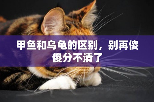 甲魚和烏龜的區別，別再傻傻分不清了