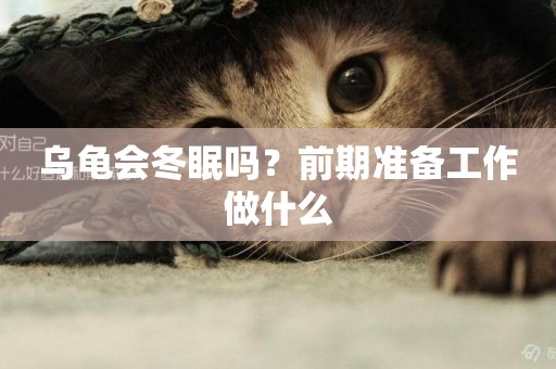 烏龜會冬眠嗎？前期準備工作做什么