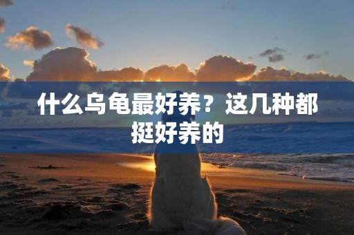 什么烏龜最好養？這幾種都挺好養的