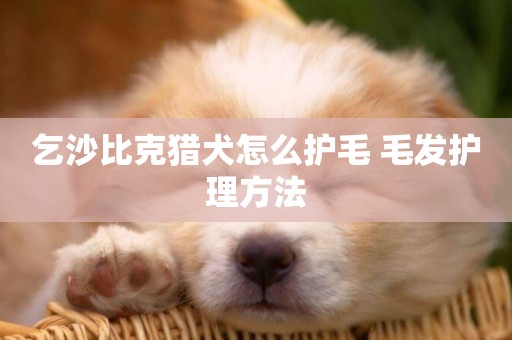 乞沙比克獵犬怎么護毛 毛發護理方法
