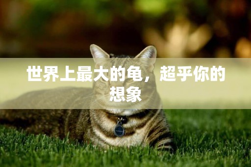 世界上最大的龜，超乎你的想象