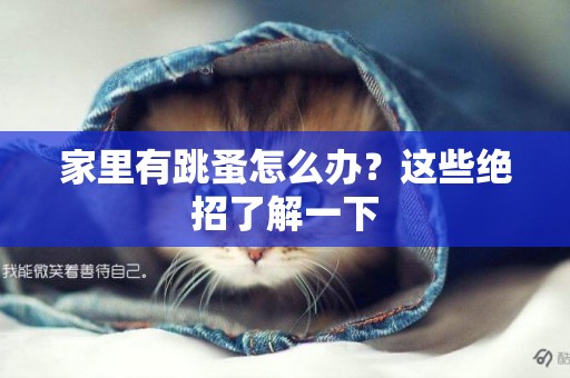 家里有跳蚤怎么辦？這些絕招了解一下