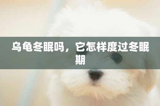 烏龜冬眠嗎，它怎樣度過冬眠期