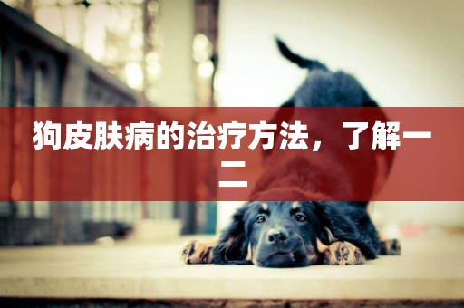 狗皮膚病的治療方法，了解一二