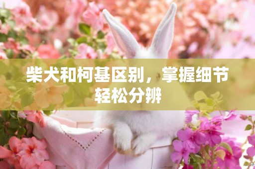 柴犬和柯基區別，掌握細節輕松分辨