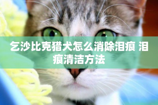 乞沙比克獵犬怎么消除淚痕 淚痕清潔方法