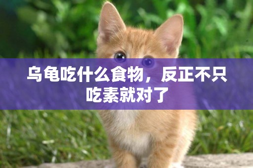 烏龜吃什么食物，反正不只吃素就對了
