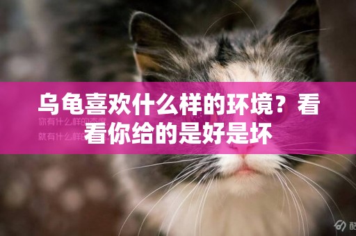 烏龜喜歡什么樣的環境？看看你給的是好是壞