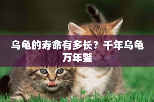 烏龜的壽命有多長？千年烏龜萬年鱉