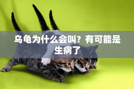 烏龜為什么會叫？有可能是生病了