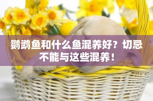 鸚鵡魚和什么魚混養好？切忌不能與這些混養！