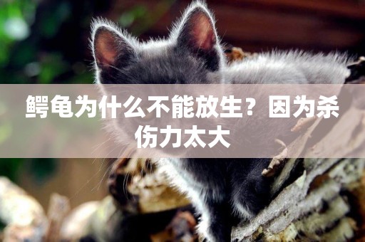 鱷龜為什么不能放生？因為殺傷力太大