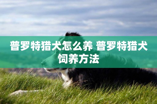 普羅特獵犬怎么養 普羅特獵犬飼養方法
