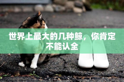 世界上最大的幾種鯨，你肯定不能認全