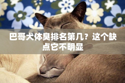 巴哥犬體臭排名第幾？這個缺點它不明顯
