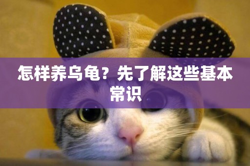 怎樣養烏龜？先了解這些基本常識
