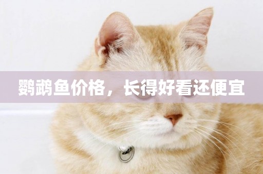 鸚鵡魚價格，長得好看還便宜