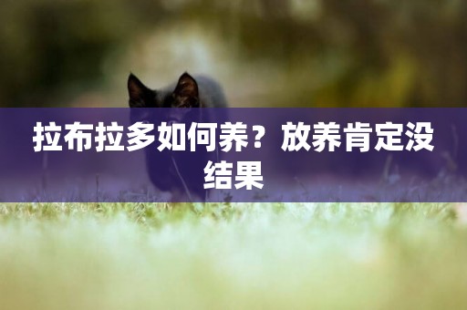 拉布拉多如何養？放養肯定沒結果
